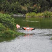  Galapagos